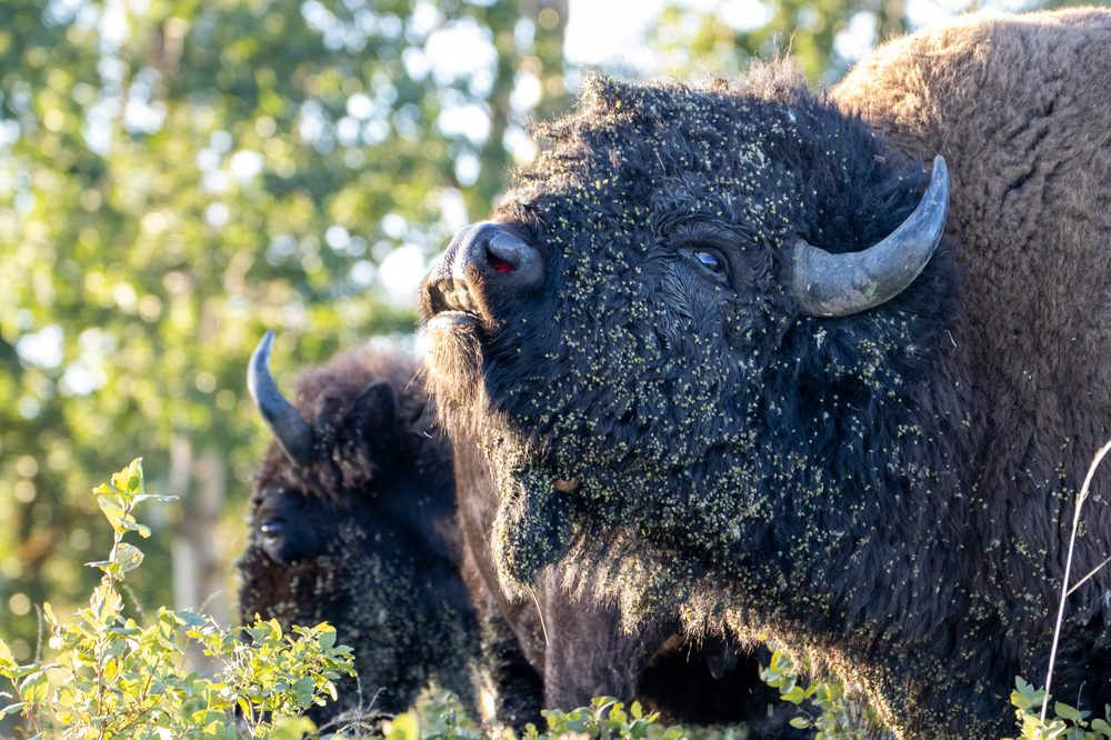 Elk Island National Park, AB