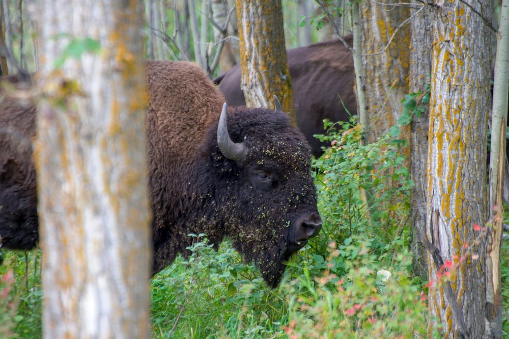 Elk Island National Park, AB