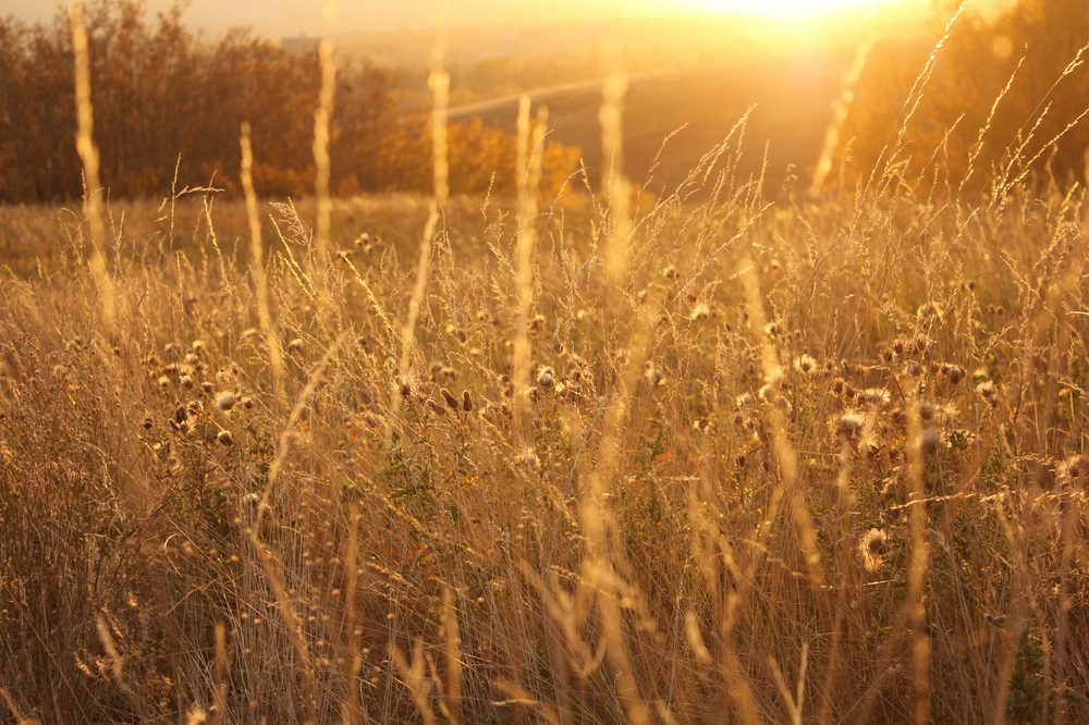 Medicine Hat, AB